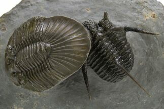 Scabriscutellum Trilobite Laying On Spiny Cyphaspis #312739