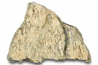 Dinosaur (Triceratops) Frill Shield Section - Montana #312270