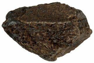 Fossil Hadrosaur (Edmontosaurus) Partial Tooth - Wyoming #312559