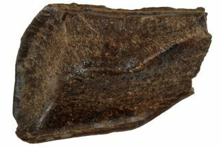 Fossil Hadrosaur (Edmontosaurus) Partial Tooth Root - Wyoming #312562