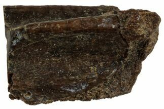 Fossil Hadrosaur (Edmontosaurus) Shed Tooth - Wyoming #312573