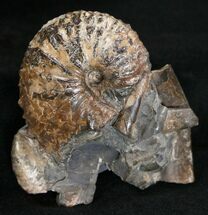 Hoploscaphites Ammonite With Baculites - Montana #16970