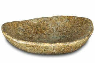 Polished Fossil Coral (Actinocyathus) Dish - Morocco #312156