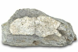 Dinosaur (Triceratops) Bone Section - Montana #312303