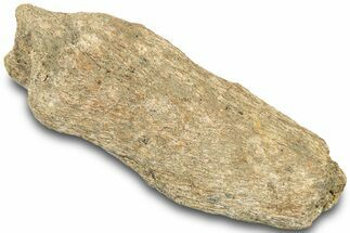 Dinosaur (Triceratops) Bone Section - Montana #312305