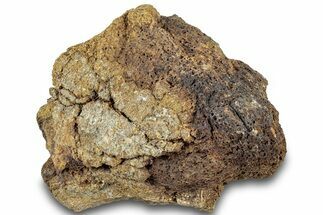 Dinosaur (Triceratops) Bone Section - Montana #312320