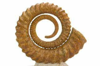 Early Devonian Ammonoid (Anetoceras) - Tazarine, Morocco #312711