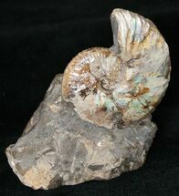 Discoscaphites Conradi Ammonite - SD #16984