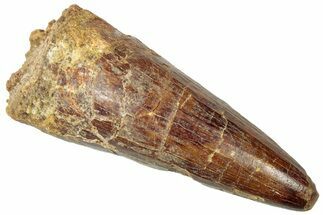 Fossil Spinosaurus Tooth - Real Dinosaur Tooth #312902