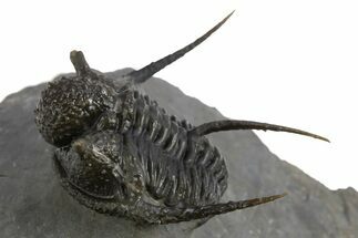 Impressive Spiny Cyphaspis Trilobite - Morocco #312721
