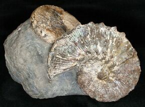 Two Species Of Hoploscaphites Ammonites - Montana #17000