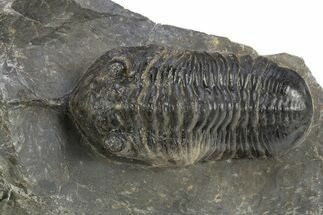 Bargain, Morocconites Trilobite Fossil - Ofaten, Morocco #312770