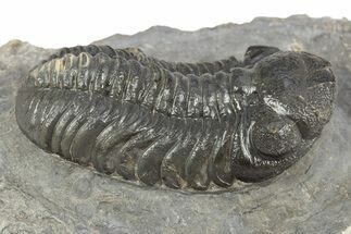 Detailed Austerops Trilobite - Nice Eye Facets #312788