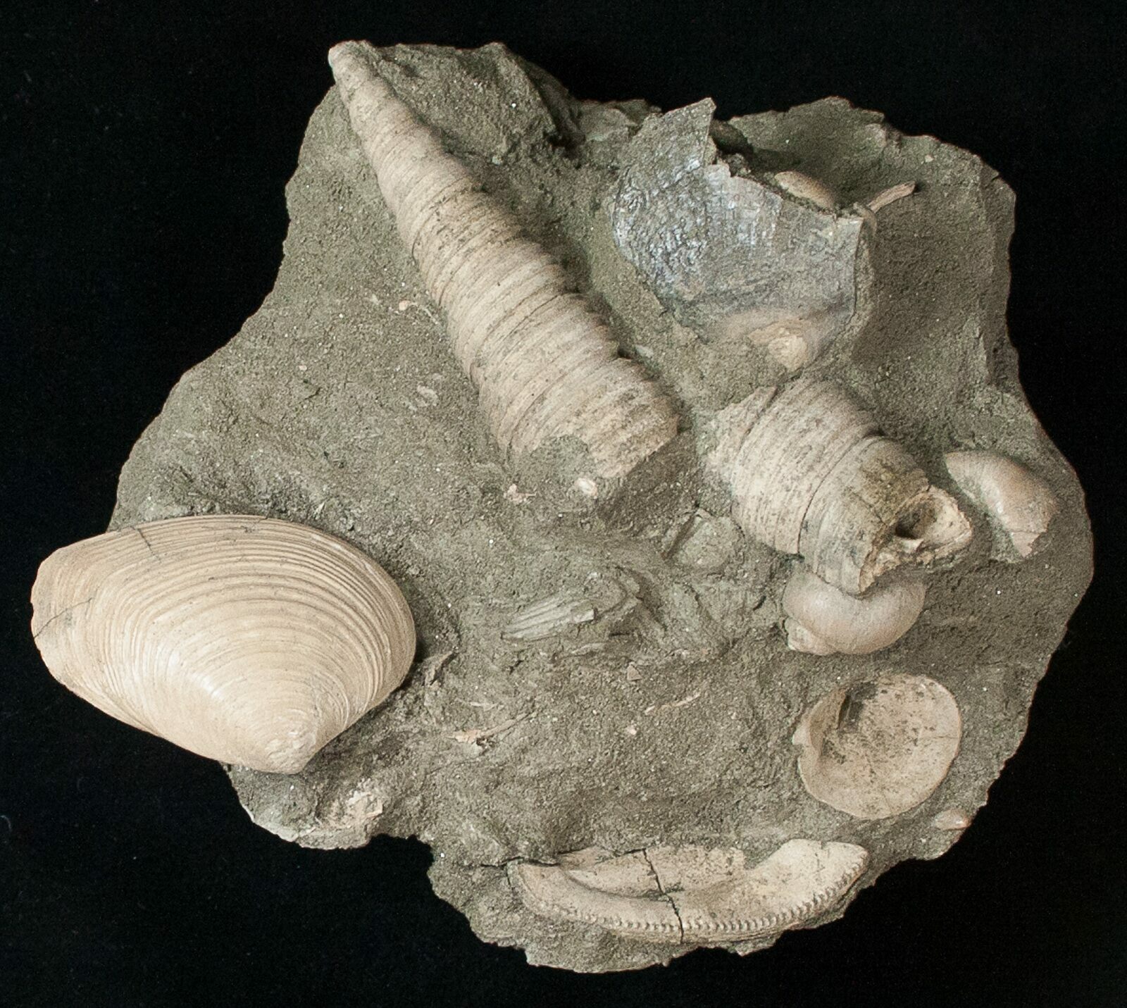 Cretaceous Gastropod And Clam Fossils Coon Creek Formation 17048 For Sale