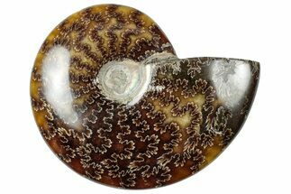 Polished Cretaceous Ammonite (Cleoniceras) Fossil - Madagascar #312181