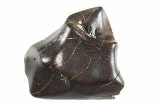 Fossil Nodosaur Tooth - Judith River Formation #313192