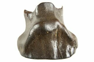 Fossil Nodosaur Tooth - Judith River Formation #313201