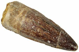 Fossil Spinosaurus Tooth - Real Dinosaur Tooth #312975