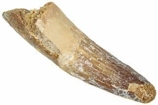 Fossil Spinosaurus Tooth - Real Dinosaur Tooth #312982