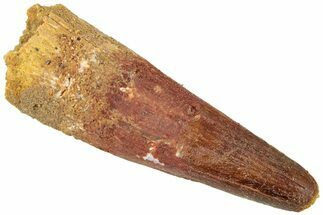 Fossil Spinosaurus Tooth - Real Dinosaur Tooth #312994