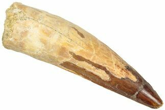 Fossil Spinosaurus Tooth - Real Dinosaur Tooth #312997