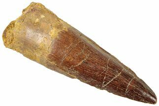 Fossil Spinosaurus Tooth - Real Dinosaur Tooth #312999