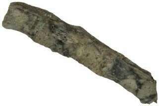 Polished Lunar Meteorite ( g) Fragment - NWA #313172