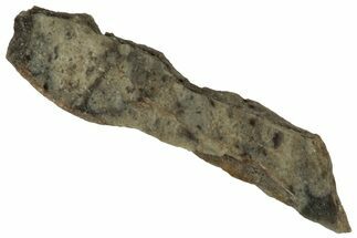 Polished Lunar Meteorite ( g) Fragment - NWA #313176