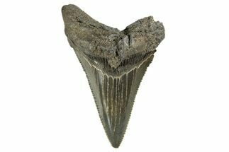 Serrated, Juvenile Megalodon Tooth - South Carolina #312144