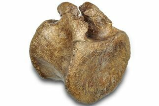 Hadrosaur (Brachylophosaurus?) Caudal Vertebra - Montana #313408