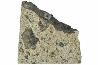 Diogenite Meteorite ( g) Slice - From Vesta Micro-Planet! #313321