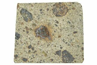 Diogenite Meteorite ( g) Slice - From Vesta Micro-Planet! #313324