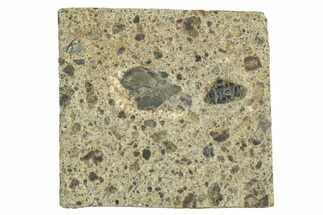 Diogenite Meteorite ( g) Slice - From Vesta Micro-Planet! #313326