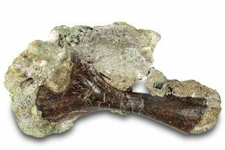 Cretaceous Fossil Turtle Humerus in Rock - Judith River Formation #313410