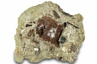 Fossil Dromaeosaurid Vertebra in Rock - Judith River Formation #313438