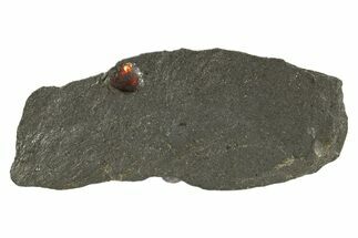 Red Embers Garnet in Graphite - Massachusetts #313531