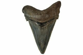 Serrated Angustidens Tooth - Megalodon Ancestor #313621