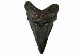 Serrated Angustidens Tooth - Megalodon Ancestor #313622