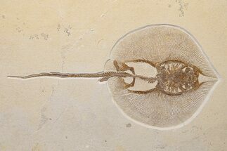 Fossil Male Stingray (Heliobatis) - Museum Quality Specimen #313917