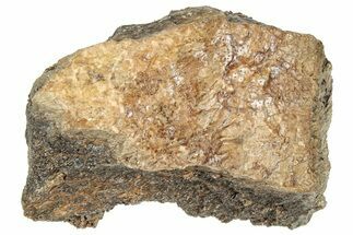 Fossil Tyrannosaur (T rex) Bone Section - Wyoming #314008