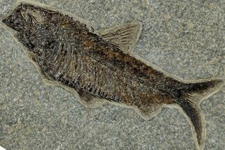 Detailed Fossil Fish (Knightia) - Large For Species #314016