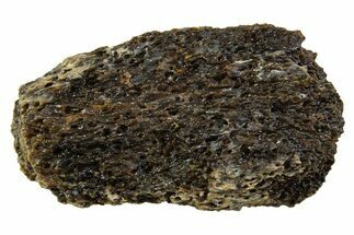 Fossil Tyrannosaur (T rex) Bone Section - Wyoming #313944