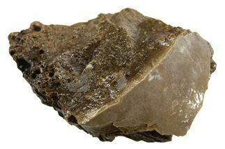 Fossil Tyrannosaur (T rex) Bone Section - Wyoming #313950