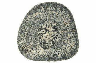 Polished Orbicular Granite Section - Western Australia #314230