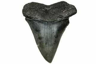 Fossil Broad-Toothed Mako Tooth - South Carolina #313576