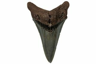 Serrated Angustidens Tooth - Megalodon Ancestor #313749