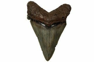 Serrated Angustidens Tooth - Megalodon Ancestor #313761