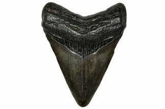 Juvenile Megalodon Tooth - South Carolina #313791