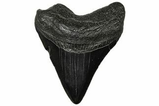 Juvenile Megalodon Tooth - South Carolina #313792