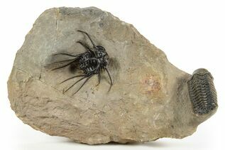 Trilobites For Sale